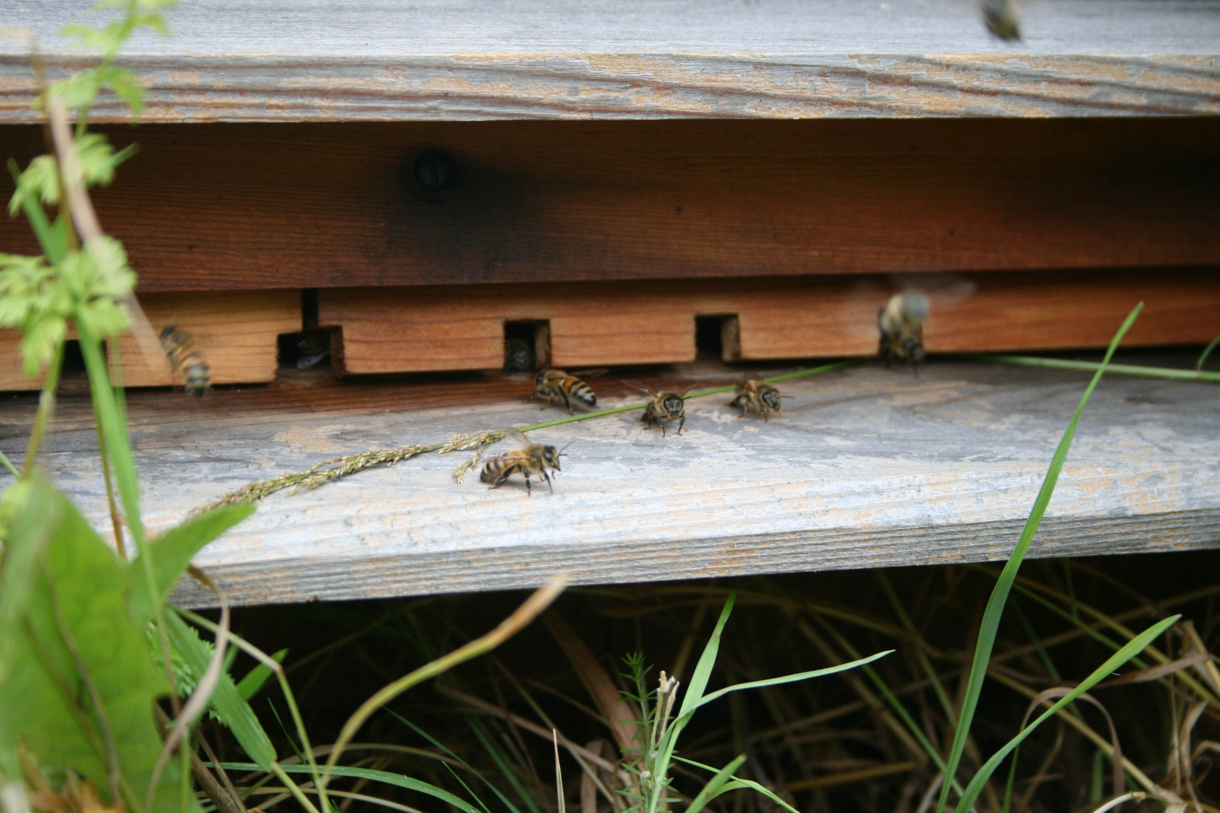 the muse- bees- at- beehive- entrance- photograph by justin bere.jpg